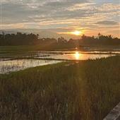 Của