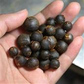 Ngọ