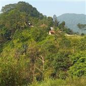 Sơ 