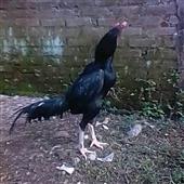 Vòn