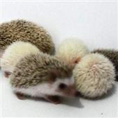 Chu