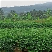Cướ