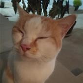 Giả