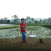 Dự 