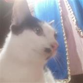 Cha