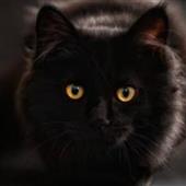 Kèo