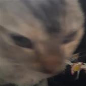 Các
