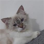 Cuộ