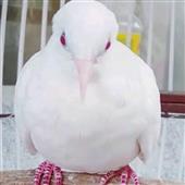 khỉ