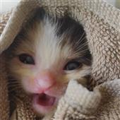 Cha