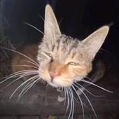 Vươ