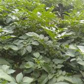Cuố