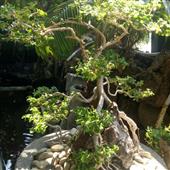 Vận