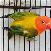 Câu