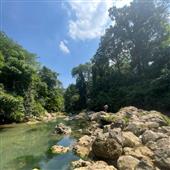 Tự 