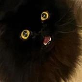 Sô 