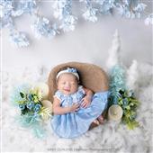 Gấu