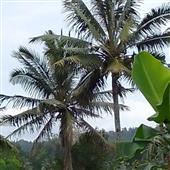Lịc