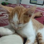 Bản