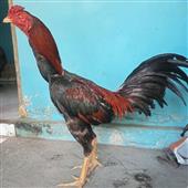 Năm