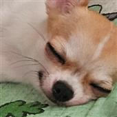Chi
