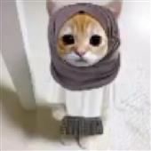Pok