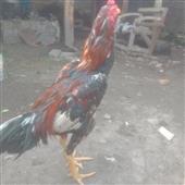 Liê