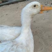 Chú