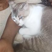 Ngư