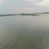 Bản