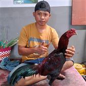 Cây