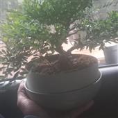 Dot
