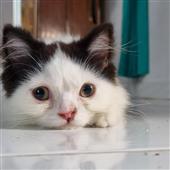 Các