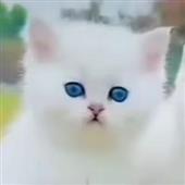 Ớt 