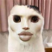 Bò 