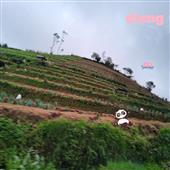 Thậ