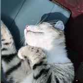 Cas