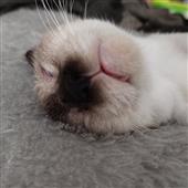 Ký 