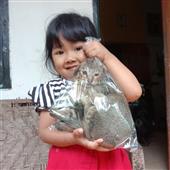 Kết