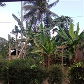 Kho