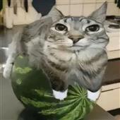 Chơ
