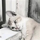 Kỳ 