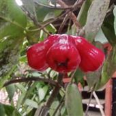 Vụ 