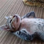 Cuộ