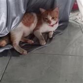 Các