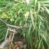 Bầu