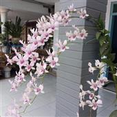VỪN