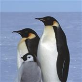 Pok