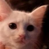 Các