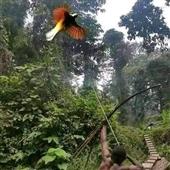Sức